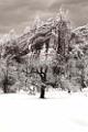 Peter Shinyeda Photography  West Fork Trail Snow Storm, Sedona, Arizona : Arizona, Sedona, West_Fork_Trail