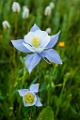 Peter Shinyeda Photography  Colorado Columbine Flowers : Colorado, Columbine, Flowers