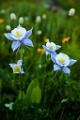 Peter Shinyeda Photography  Colorado Columbine Flowers : Colorado, Columbine, Flowers