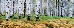 Peter Shinyeda Photography  Ferns and Aspens, near McClure Pass, Colorado : Colorado, McClure_Pass
