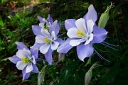 Peter Shinyeda Photography  Colorado Columbine Flowers : Colorado, Columbine, Flowers