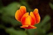 Peter Shinyeda Photography  Tulip Flower : Colorado, Tulip, Flowers