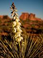 Peter Shinyeda Photography  Yacca Flower, Arches National Park, Moab : Utah, Moab, Yacca, Flowers
