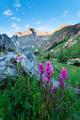 Peter Shinyeda Photography  Paint Brush Flowers, Colorado : Colorado, Paint_Brush, Flowers