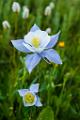 Peter Shinyeda Photography  Colorado Columbine Flowers : Colorado, Columbine, Flowers