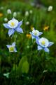 Peter Shinyeda Photography  Colorado Columbine Flowers : Colorado, Columbine, Flowers