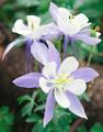 Peter Shinyeda Photography  Colorado Columbine Flowers : Colorado, Columbine, Flowers