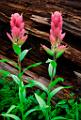 Peter Shinyeda Photography  Paint Brush Flowers, Colorado : Colorado, Paint_Brush, Flowers