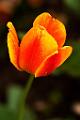 Peter Shinyeda Photography  Tulip Flower : Colorado, Tulip, Flowers