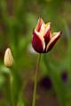 Peter Shinyeda Photography  Tulip Flower : Colorado, Tulip, Flowers