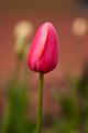 Peter Shinyeda Photography  Tulip Flower : Colorado, Tulip, Flowers