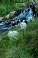 Peter Shinyeda Photography  Beargrass Flowers, Lunch Creek near Logan Pass, Glacier National Park : Montana, Glacier_NP, Lunch_Creek