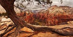 Peter Shinyeda Photography  The "Old: Tree, Angles Landing, Zion National Park, Utah : Utah, Zion_NP, Angles_Landing