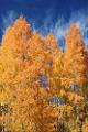 Peter Shinyeda Photography  Trees on "Fire", near Telluride, Colorado : Colorado, Web