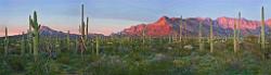 Peter Shinyeda Photography  Organ Pipe National Monument Sunset, Arizona : Arizona, Organ_Pipe_National, Sunset