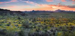 Peter Shinyeda Photography  Organ Pipe National Monument Sunset, Arizona : Arizona, Organ_Pipe_National, Sunset