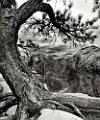 Peter Shinyeda Photography  The "Old: Tree, Angles Landing, Zion National Park, Utah : Utah, Zion_NP, Angles_Landing