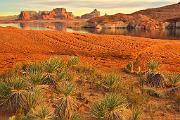 Peter Shinyeda Photography  Padre Bay Cacti, Lake Powell, Arizona : Arizona, Lake_Powell, Padre_Bay