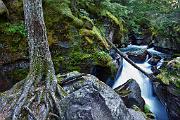 Peter Shinyeda Photography  Avalanche Gorge, Glacier National Park, Montana : Montana, Glacier_NP, Avalanche_Gorge