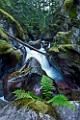 Peter Shinyeda Photography  Avalanche Gorge, Glacier National Park, Montana : Montana, Glacier_NP, Avalanche_Gorge