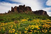 Peter Shinyeda Photography  Wildflowers in Superstitions Mountain near Phoeix, Arizona : Arizona, Superstition_Mt