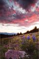 Peter Shinyeda Photography  Sunrise at Shrine Ridge, Colorado : Colorado, Shrine_Ridge, Sunrise