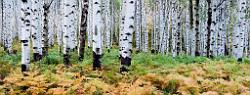 Peter Shinyeda Photography  Ferns and Aspens, near McClure Pass, Colorado : Colorado, McClure_Pass