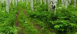 Peter Shinyeda Photography  Ferns and Aspens, near McClure Pass, Colorado : Colorado, McClure_Pass