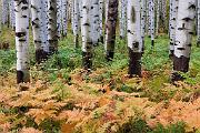 Peter Shinyeda Photography  Ferns and Aspens, near McClure Pass, Colorado : Colorado, McClure_Pass