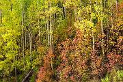 Peter Shinyeda Photography  Fall in Colorado : Colorado, Dallas_Diviide_Area