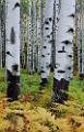 Peter Shinyeda Photography  Ferns and Aspens, near McClure Pass, Colorado : Colorado, McClure_Pass