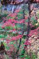 Peter Shinyeda Photography  Fall in Sedona, West Fork Trail, Arizona : Arizona, Sedona, West_Fork_Trail