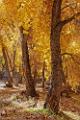 Peter Shinyeda Photography  Golden Cotton Trees, Canyon De Chelly, Arizona : Arizona, Canyon_De_Chelly, Cotton_Trees