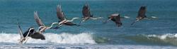 Peter Shinyeda Photography  Great Blue Heron in Motion, Sea of Cortez, Mexico : Mexico, Sea_of_ Cortez, Great_Blue_Heron, Birds