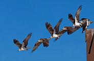 Peter Shinyeda Photography  Osprey in Motion, Sea of Cortez, Mexico : Mexico, Sea_of_ Cortez, Osprey, Birds