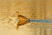Peter Shinyeda Photography  Whimbrel and Golden Pond, Sea of Cortez, Mexico : Mexico, Sea_of_ Cortez, Whimbrel, Birds