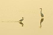 Peter Shinyeda Photography  Egrets in Tide Pool, Sea of Cortez, Mexico : Mexico, Sea_of_ Cortez, Egrets, Birds