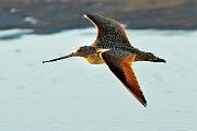 Peter Shinyeda Photography  Whimbrel in Flight, Sea of Cortez, Mexico : Mexico, Sea_of_ Cortez, Whimbrel, Birds