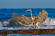 Peter Shinyeda Photography  Great Blue Heron, Sea of Cortez, Mexico : Mexico, Sea_of_ Cortez, Great_Blue_Heron, Birds