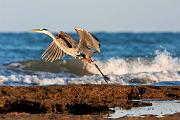 Peter Shinyeda Photography  Great Blue Heron, Sea of Cortez, Mexico : Mexico, Sea_of_ Cortez, Great_Blue_Heron, Birds