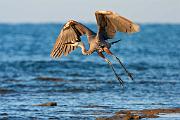 Peter Shinyeda Photography  Great Blue Heron, Sea of Cortez, Mexico : Mexico, Sea_of_ Cortez, Great_Blue_Heron, Birds
