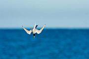 Peter Shinyeda Photography  Tern, Sea of Cortez, Mexico : Mexico, Sea_of_ Cortez, Terns, Birds
