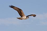 Peter Shinyeda Photography  Osprey, Sea of Cortez, Mexico : Mexico, Sea_of_ Cortez, Osprey, Birds