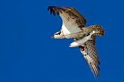 Peter Shinyeda Photography  Osprey, Sea of Cortez, Mexico : Mexico, Sea_of_ Cortez, Osprey, Birds