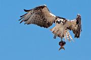 Peter Shinyeda Photography  Osprey, Sea of Cortez, Mexico : Mexico, Sea_of_ Cortez, Osprey, Birds