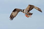 Peter Shinyeda Photography : Arizona, Osprey, Birds