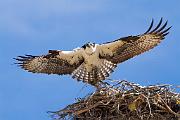 Peter Shinyeda Photography  Osprey, Sea of Cortez, Mexico : Mexico, Sea_of_ Cortez, Osprey, Birds