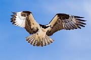 Peter Shinyeda Photography  Osprey, Sea of Cortez, Mexico : Mexico, Sea_of_ Cortez, Osprey, Birds