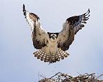 Peter Shinyeda Photography  Osprey, Sea of Cortez, Mexico : Mexico, Sea_of_ Cortez, Osprey, Birds