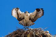 Peter Shinyeda Photography  Osprey, Sea of Cortez, Mexico : Mexico, Sea_of_ Cortez, Osprey, Birds